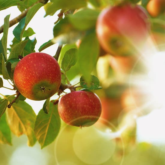 Triple Quad™ 5500+ System – QTRAP® Ready