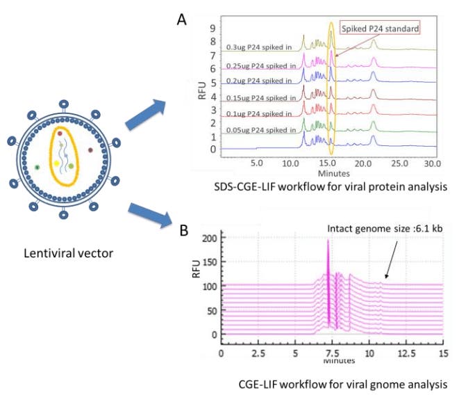 Characterization of lentiviral vector quality attributes using ...