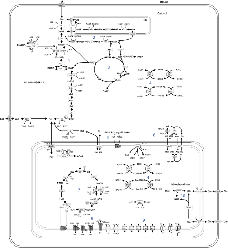 Proteomic profiling to investigate the cellular metabolic state of an ...