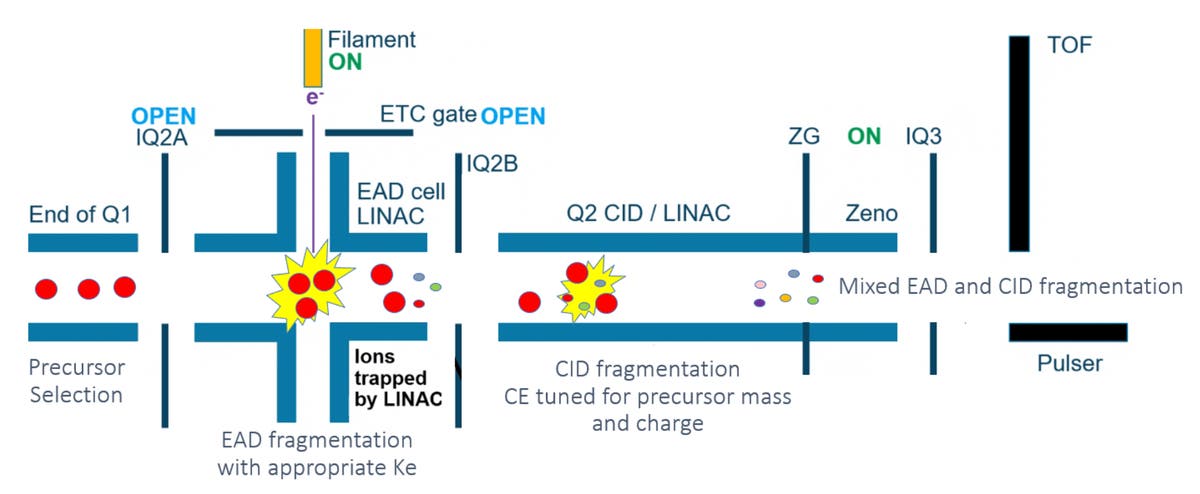 Improving complex phosphopeptide characterization with hybrid EAD